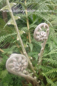 conect with nature - fern unfurling
