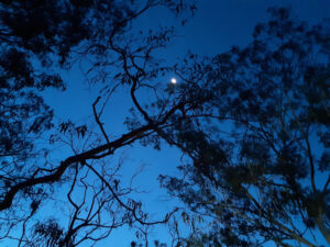 moon shining through the trees