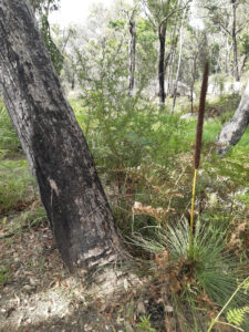 bushfire regrowth